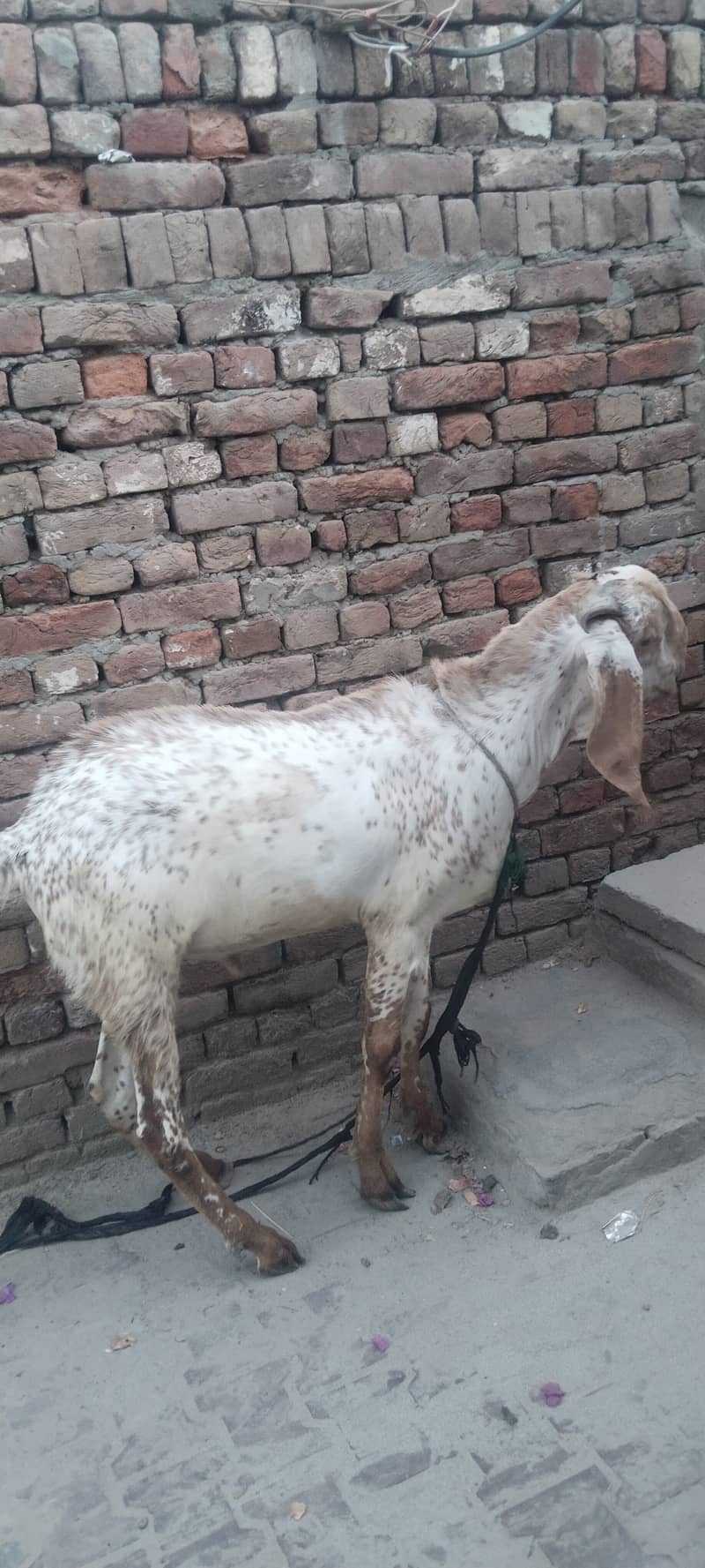 Bakra 0