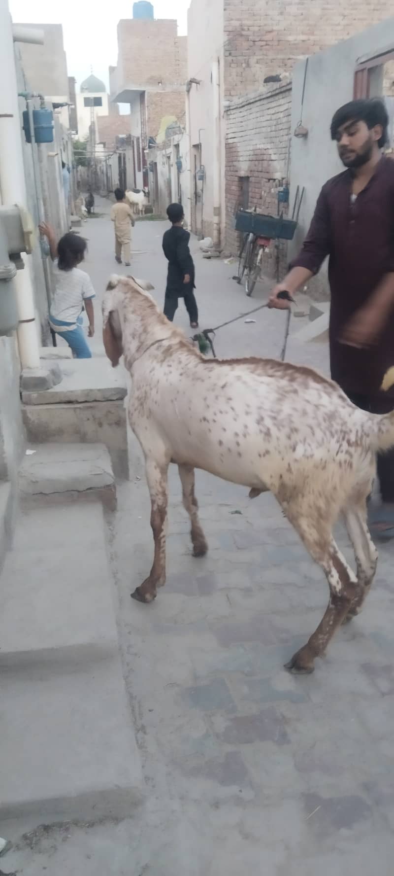 Bakra 1