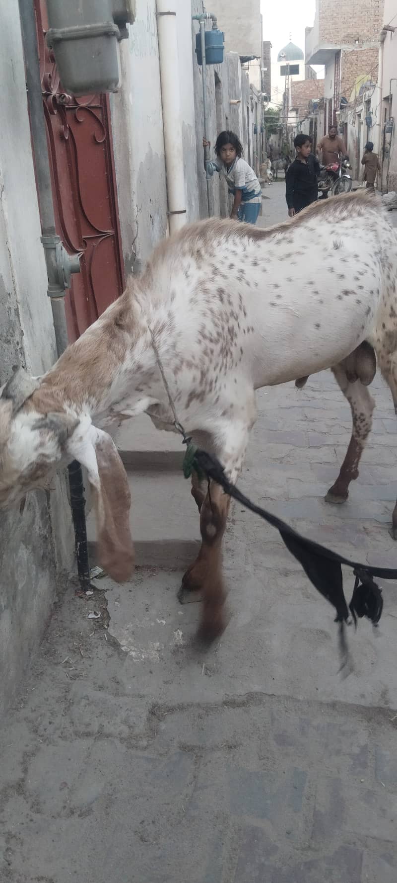 Bakra 2
