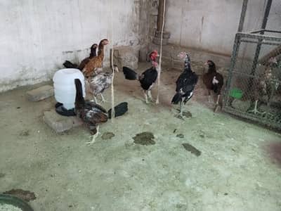 aseels and Desi hens mix