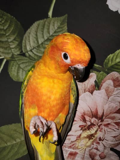 Sunconure chick near to self feed for sale Urgent