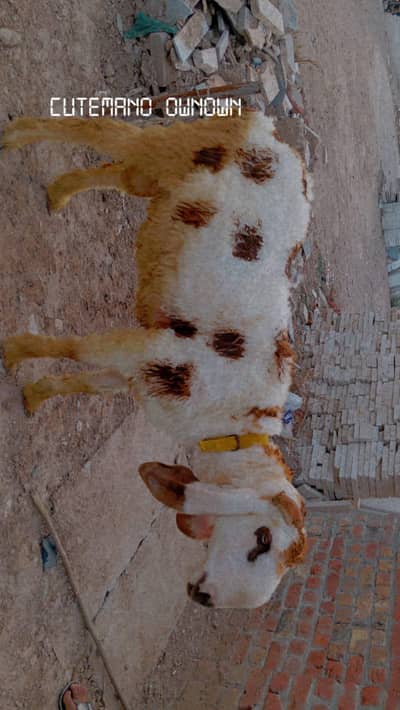pedu . kata