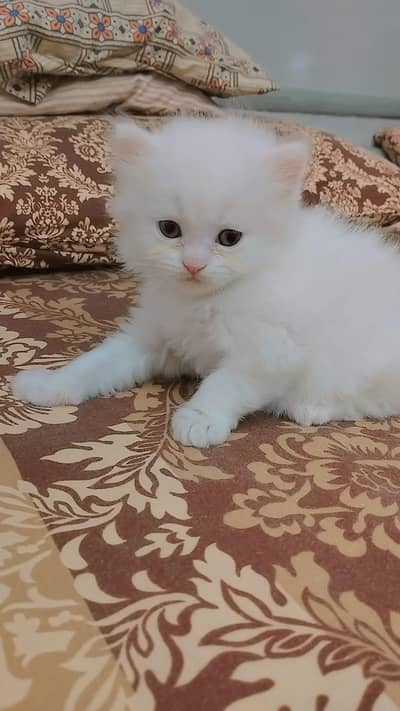 White Male Persian