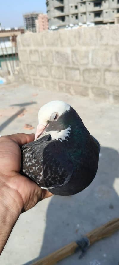 mix pigeons for sale