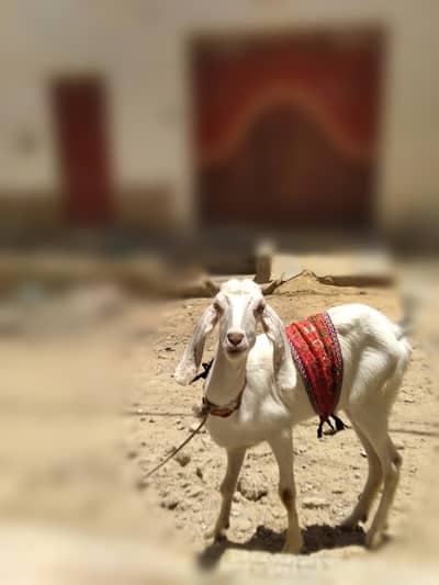 zabrdast Qurbani janwar  pair _ dekhte hi Pasand ajae