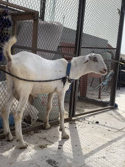 2 dant teddy bakra