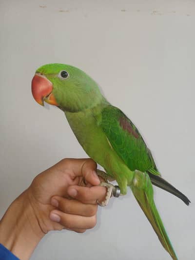 Raw parrot