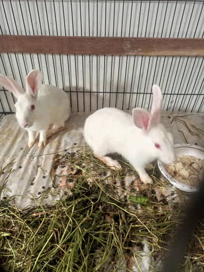 Rabbit Red eye