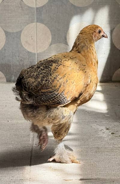 Desi Fancy Chicks For Sale