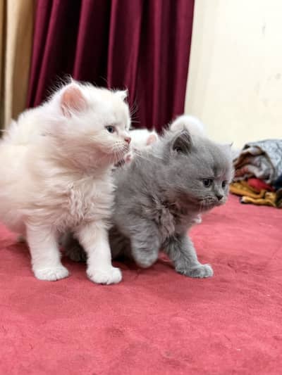 American breed cats 1 male 3 females eyes colour blue 1 cats price 13k