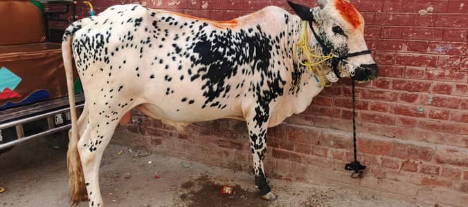 Bull /Desi Bachra / Wacha | Qurbani 2026