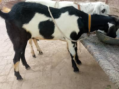 Qurbani k lia