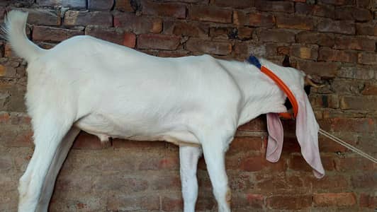 bakra or dumba sell
