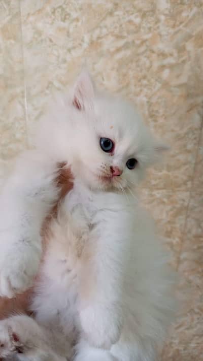triple coated kitten