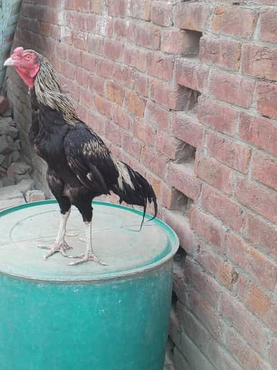 Assel murga for sale