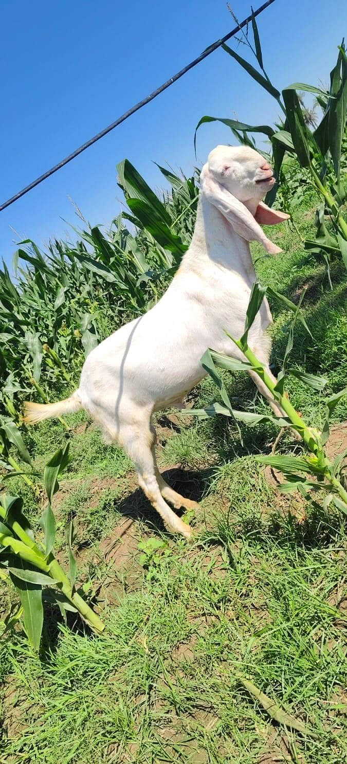 خوبصورت بکرا 4