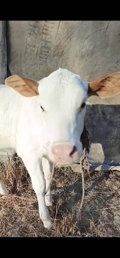 Two adult cows with two female calves and one pregnant cow for sale.
