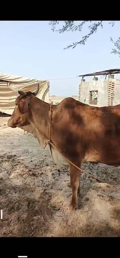 براون گاءے اور چار ماہ کی چینی وچھی