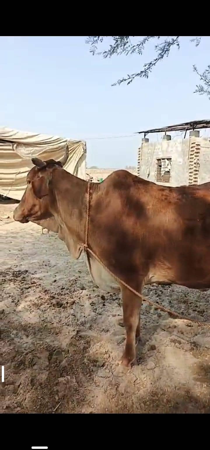 براون گاءے اور چار ماہ کی چینی وچھی 0