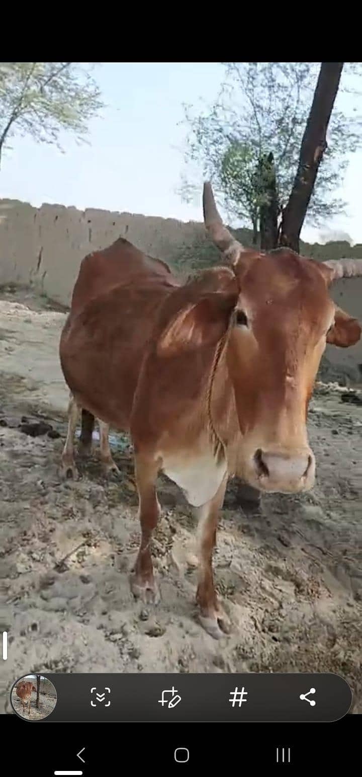 براون گاءے اور چار ماہ کی چینی وچھی 1