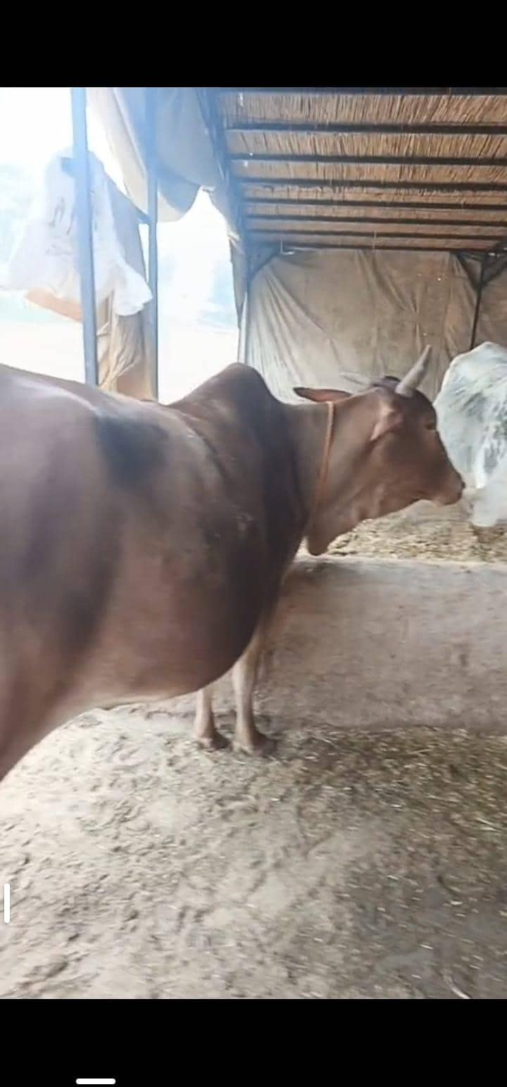 براون گاءے اور چار ماہ کی چینی وچھی 2