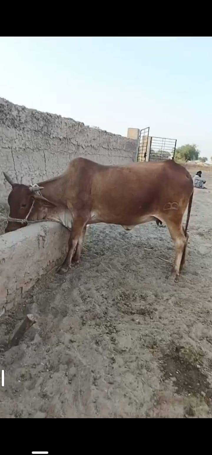 براون گاءے اور چار ماہ کی چینی وچھی 3