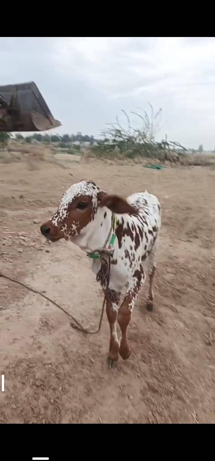 براون گاءے اور چار ماہ کی چینی وچھی 4