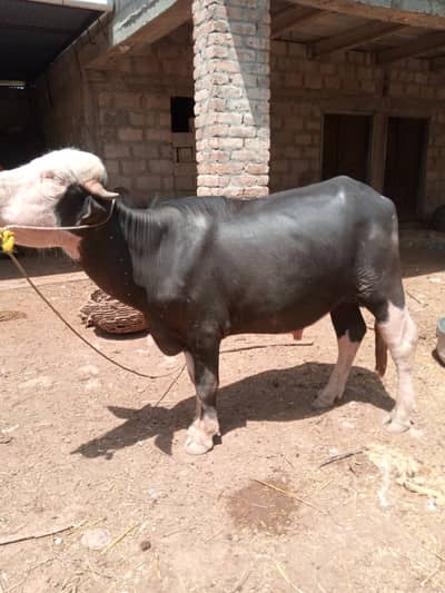Bull for Qurbani