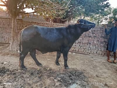 male buffalo