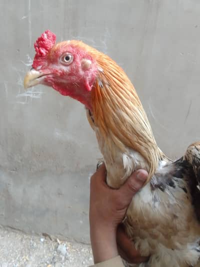 aseel mia wali murga