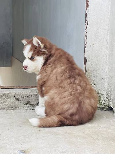 Siberian husky puppy(03231150764 WhatsApp number