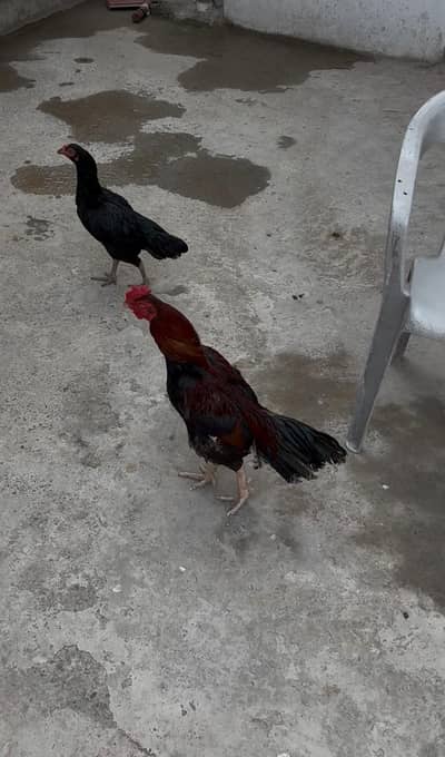 Aseel pair Urgent sale