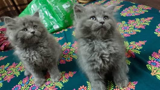 Persian grey colour pair for sale