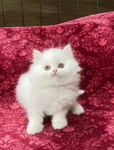 Persian cat triple code 5 phase code for sale argent