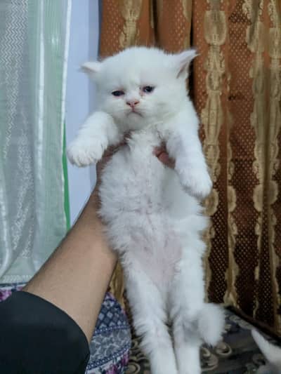 Persian odd eye pairs white full long coat