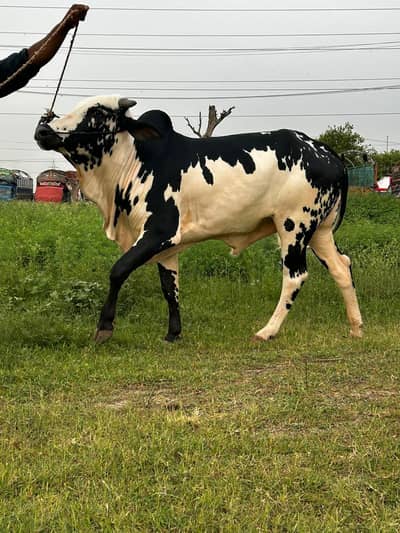 qurbani waly 2 dant janwar