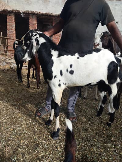 Qurbani k lye tyyar bakry
