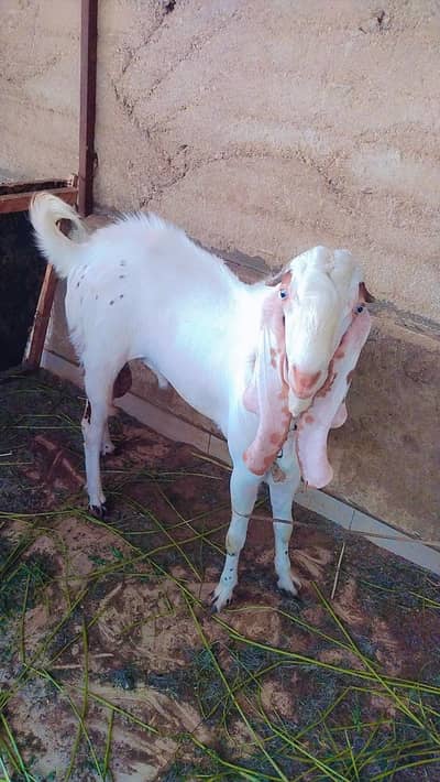 2 dant Bakra for sale