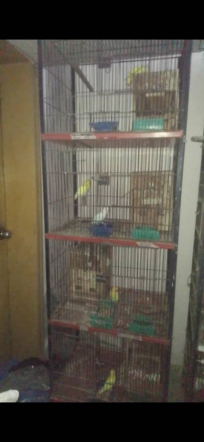 cage lovebirds