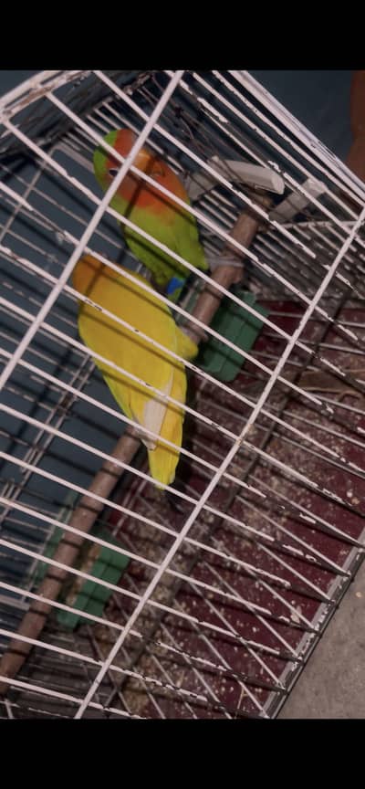 LoveBird Breeder pair available ha Price are negligible