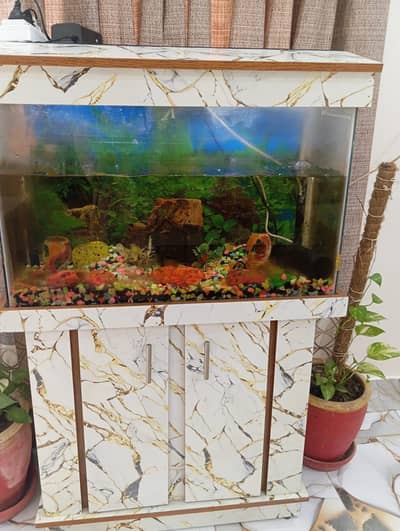 fish aquarium