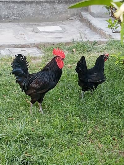 Austro lap pair for sell.