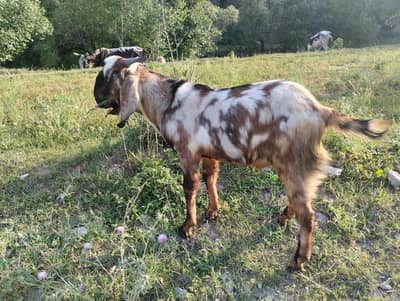 FOR SALE QURBANI 2026 contact in wHatapp 03342416241
