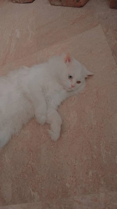  Beautiful Male Cat “Tiger” for Sale 