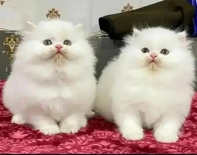 Persian cat triple kot,for sale,my WhatsApp 03481292582