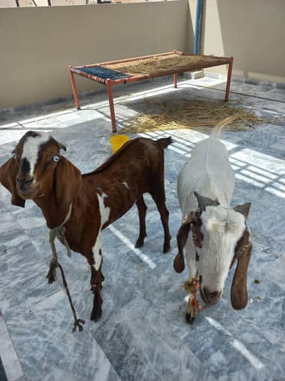 khassi goats ghar k pale we