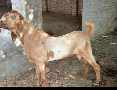 healthy light brown bakra for qurbani