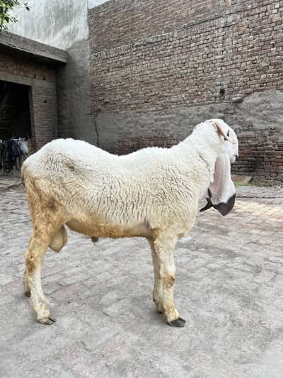 Best sheep good nasal kajla