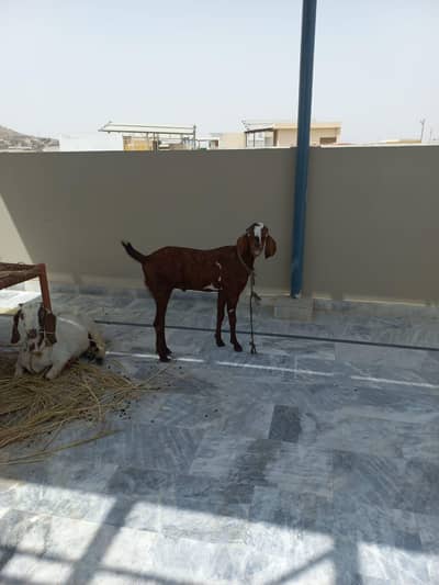 2 khasi goats ghar k pale we2 khasi goats ghar k pale we