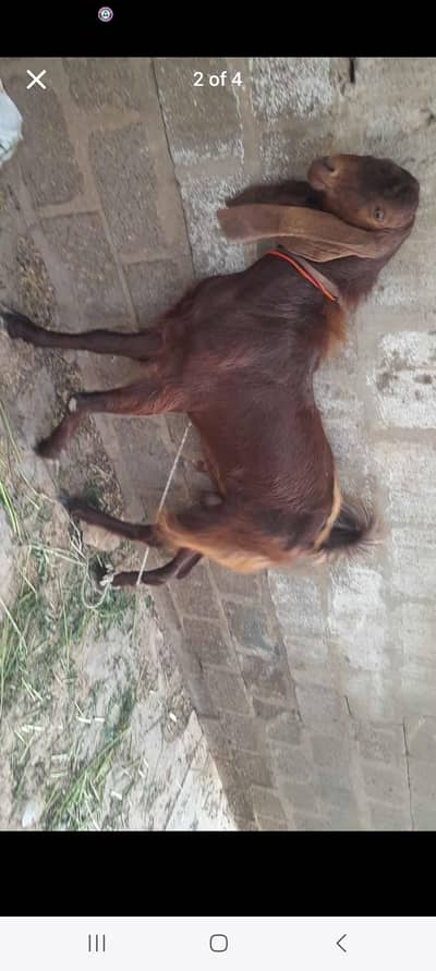 2 dant bid bakra